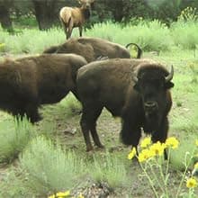 PEARSON RANCH Exotic Meats Ammo Can Gift Set Includes Elk, Buffalo and Venison Summer Sausage and 2 Blocks of Cheese, Cheese and Sausage Box (5 Items Total Inside The Ammo Can)