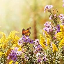 Christian Art Gifts Botanic Purple Butterfly Ceramic Coffee Mug Inspirational Coffee Cup for Women & Men 12 oz. Lead-free Microwave and Dishwasher Safe Coffee Mug with Bible Verse: Blessed - Jer. 17:7