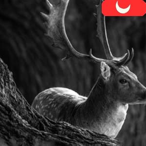 GardePro A3S Trail Camera (Non-Cellular, Non-WiFi), 64MP Photo & 1296P HD Video, 0.1s Trigger, 100ft No-Glow Night Vision, Motion Activated Wildlife Camera