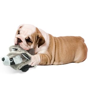 Dog Squeak Toys, No Stuffing Plush Dogs Chew Toy Bundle for Small Medium Large Breed Chewer Tough Durable Squeaky Pet Fetch Puppy Teething Chewing Interactive to Keep Them Busy Best Birthday Gift