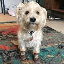 Winter Dog Boots & Paw Protectors: Outdoor Anti-Slip Dog Snow Shoes, Dog Booties Provide Warmth to Dogs Paws from Ice and Snow, Rubber Sole PU Leather Faux Fleece-Lined, Light Brown Dog Shoes Size 8