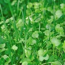Whitetail Institute BowStand Deer Food Plot Seed, Annual Forage Designed to Attract Deer to Small, Remote Food Plots for Bow Hunting, Can Be Planted with Hand Tools, 4 lbs (4500 sq ft)