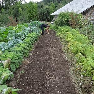 The Old Farmer's Almanac Vegetable Gardener’s Handbook: Essential Step-by-Step Advice for Growing Vegetables and Achieving Success 1571988459