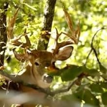 Whitetail Institute BowStand Deer Food Plot Seed, Annual Forage Designed to Attract Deer to Small, Remote Food Plots for Bow Hunting, Can Be Planted with Hand Tools, 4 lbs (4500 sq ft)