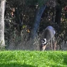 Whitetail Institute BowStand Deer Food Plot Seed, Annual Forage Designed to Attract Deer to Small, Remote Food Plots for Bow Hunting, Can Be Planted with Hand Tools, 4 lbs (4500 sq ft)
