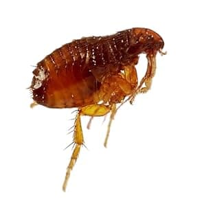 Terro T230 Indoor Electric Flea Trap and Killer - Refillable Flea Traps for Inside Your Home