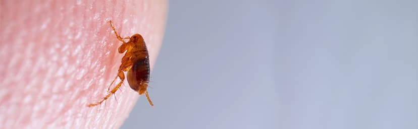 Terro T230 Indoor Electric Flea Trap and Killer - Refillable Flea Traps for Inside Your Home