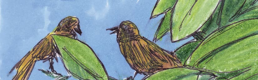 The Field Guide to Dumb Birds of North America (Bird Books, Books for Bird Lovers, Humor Books) 1452174032