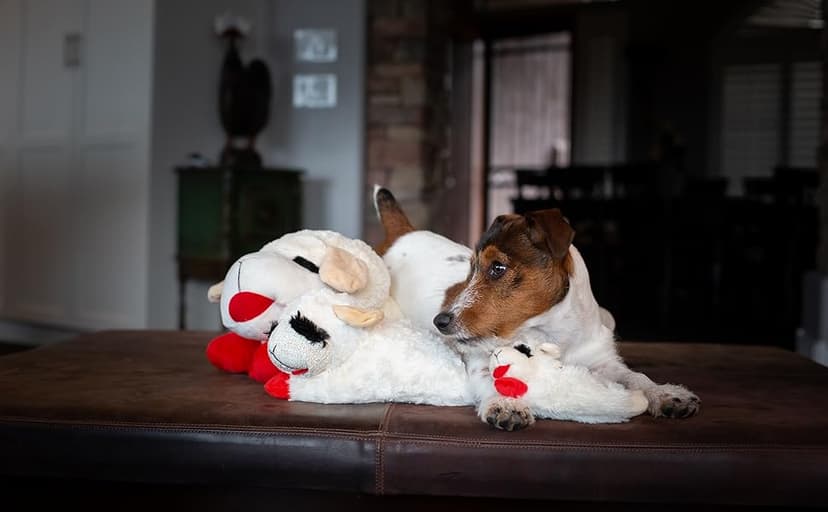 Multipet Lamb Chop Dog Plush Toy - Squeaky Toy for All Dogs - Extra Soft Plush - Stuffed Animal Dog Toy for Cuddling & Playing - Cute Pet Toy (6", Cream)
