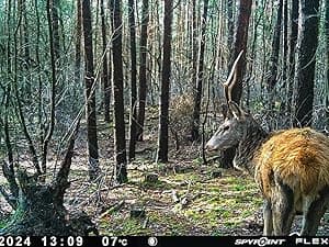 SPYPOINT Flex-S-Dark Ultimate Pack with SD Card + LIT-22 - Solar Cellular Trail Camera – Built-in Solar Panel, 40MP Photos, 1080p Videos + Sound, No-Glow Game Camera, Night Vision, Trail Cam