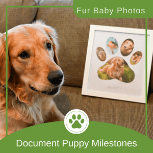 Green Pollywog 5-Opening Paw Print Collage Frame | Paw Print Picture Frame | Display for Photos for Pets | Dog Mom Gift | Dog Dad Collage | Pet Memorial Picture Gallery