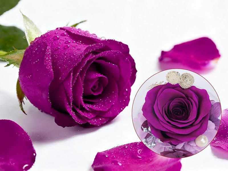 Christmas Rose Gifts for Women,Fresh Flowers for Delivery,Birthday Gifts for Women Mom,Preserved Flowers in Glass Angel Figurine,Angel Christmas Rose Gift for Grandma,Purple Gift Valentines