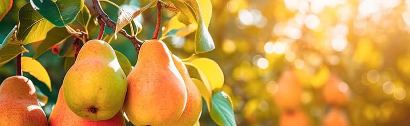 A Gift Inside Harvest Favorites Fruit and Gourmet Gift Box