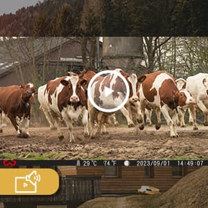 Trail Camera 3 Pack 36MP 1920P HD Game Camera with SD Cards, 0.2s Trigger Time Infrared Night Vision Motion Activated, IP66 Waterproof 2.0''LCD Wildlife Camera for Monitoring