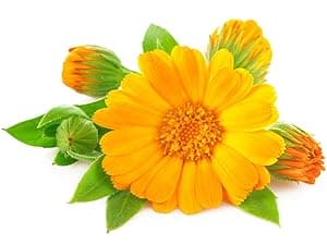 Massage Oil for Massage Therapy,Lymphatic Drainage-Ginger Oil Sore Muscle Arnica Oil &Lavender Oil Relaxing Massage Oils for Date Night,Massage Ball,Fathers Day Gift for Husband,Men, Gifts for Him Her