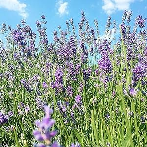 Soy Wax Lavender Candles - Retirement & Going Away Gifts for Women & Men, Funny & Farewell Gifts for Coworkers, Birthday Candles Included