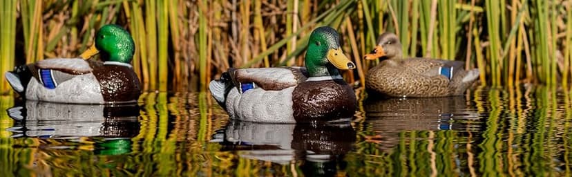 Flambeau Outdoors 8036SUV Storm Front 2 Mallard Decoys, Classic Floaters - 6-Pack