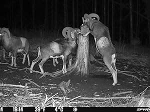 SPYPOINT Flex-S-Dark Ultimate Pack with SD Card + LIT-22 - Solar Cellular Trail Camera – Built-in Solar Panel, 40MP Photos, 1080p Videos + Sound, No-Glow Game Camera, Night Vision, Trail Cam