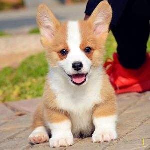 Dog Mom Gifts for Women Cat Mom Gifts for Women New Puppy Fur Baby Owners Cat Lover Mama Engraved