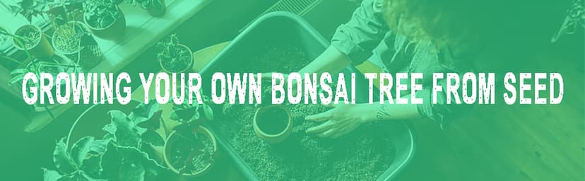Bonsai Tree Kit – DIY Japanese Bonzai Trees with All-in-One Indoor Plant Growing Tools & Planters – Unique Gardening Gifts for Women, Men & Kids