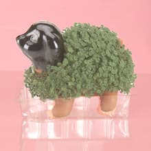 Chia Pet Hello Kitty with Seed Pack, Decorative Pottery Planter, Easy to Do and Fun to Grow, Novelty Gift, Perfect for Any Occasion