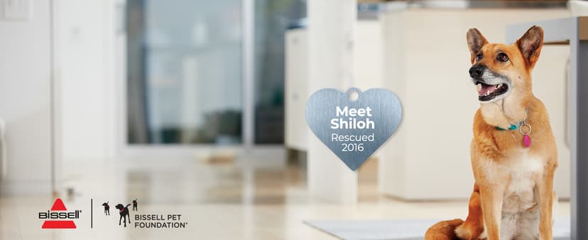 Bissell PowerGlide Slim Corded Vacuum, Powerful Pet Hair Pickup on Carpet & Hard Floors, Lightweight Swivel Steering, 3-in-1 Capabilities with Dusting & Crevice Tool, XL Tank, 3070, Black & Green