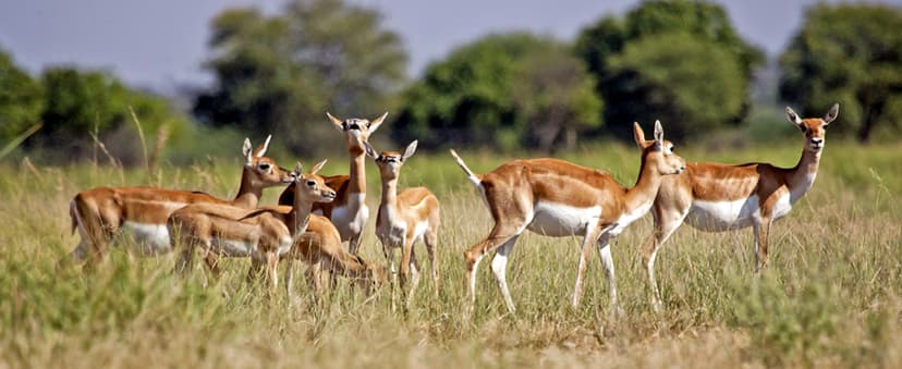 Trail Camera 2 Pack 36 MP 2.7K Game Camera 32GB Memory Card 4 Batteries Time 2.0" LCD Screen, Trail Cameras with 120°Wide Night Vision IP66 Waterproof for Monitoring Wildlife Trail Cam