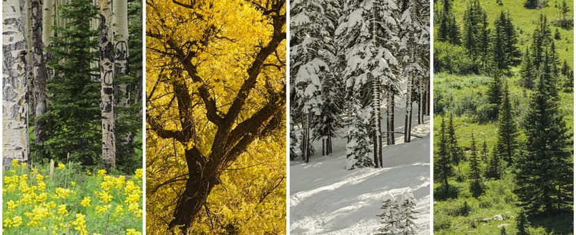 Trail Camera 2 Pack 36 MP 2.7K Game Camera 32GB Memory Card 4 Batteries Time 2.0" LCD Screen, Trail Cameras with 120°Wide Night Vision IP66 Waterproof for Monitoring Wildlife Trail Cam