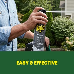 Raid Wasp & Hornet Killer Spray, Kills the Entire Nest, For Paper Wasps, Yellow Jackets, Mud Daubers and more, 14 oz (Pack of 2)