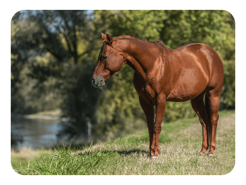 Formula 707 Weight Gain Crumble Equine Supplement, 7 lb Bag – Palatable, Calorie-Rich Nutritional Support for Hard-to-Keep and Senior Horses