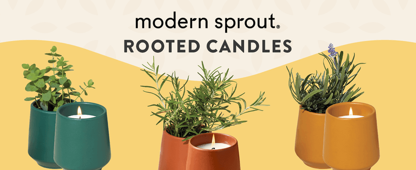 Modern Sprout Rooted Candle - 2 in 1 Cedarwood Scented & Soy Candle with Seeds That Grows into Lavender Plant - 6 oz w/ 42 hr Burn time in Matte Glaze Ceramic Vessel Ideal for Indoor Herb Garden
