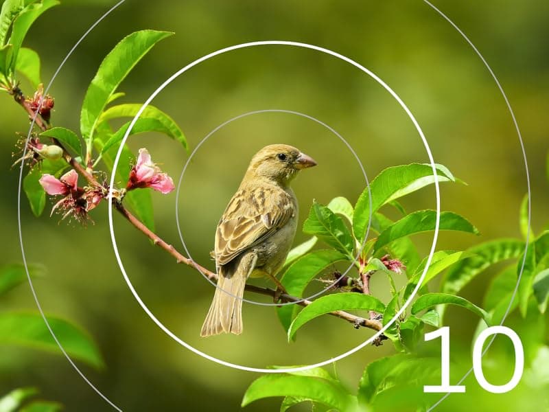 Hontry Binoculars for Adults and Kids, 10x25 Compact Binoculars for Bird Watching, Theater and Concerts, Hunting and Sport Games