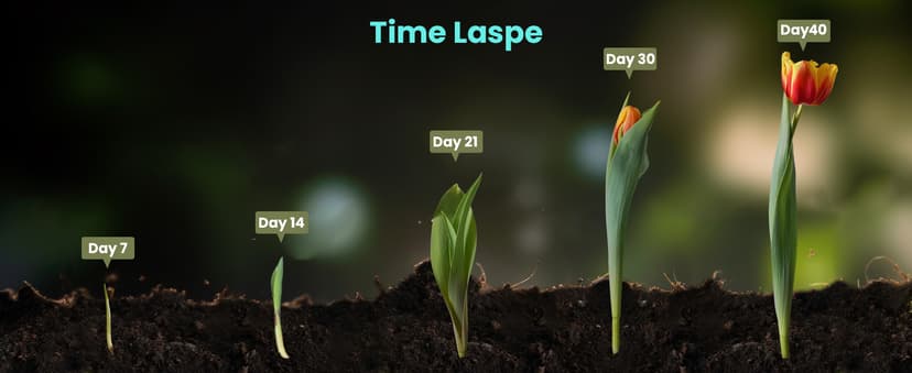 Trail Camera 2 Pack 36 MP 2.7K Game Camera 32GB Memory Card 4 Batteries Time 2.0" LCD Screen, Trail Cameras with 120°Wide Night Vision IP66 Waterproof for Monitoring Wildlife Trail Cam