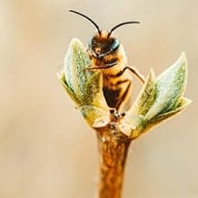 Candle by the Hour 48-Hour Horizontal Candle, Eco-friendly Natural Beeswax with Cotton Wick Color-Yellow