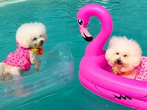 Dog Pool Float, Funny 6-in-1 Inflatable Dog Floats for Pool, Pet Floatie Raft for Small Dogs, Puppy and Doggies, Pink Flamingo