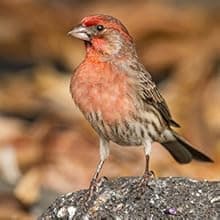 Window Bird Feeder with Non-Marking Self-Adhesive Hooks, Clear and Transparent, Outdoor Wild Bird Watching Gift, Garden Decor (Standard)