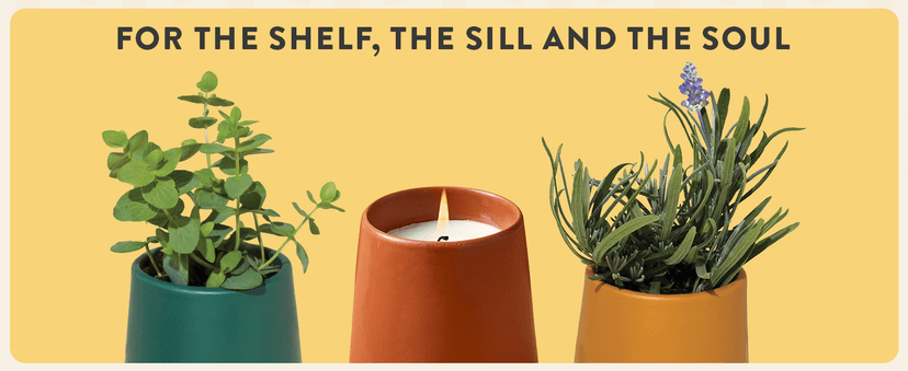 Modern Sprout Rooted Candle - 2 in 1 Cedarwood Scented & Soy Candle with Seeds That Grows into Lavender Plant - 6 oz w/ 42 hr Burn time in Matte Glaze Ceramic Vessel Ideal for Indoor Herb Garden