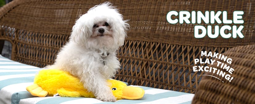 Best Pet Supplies Crinkle Dog Toy for Small, Medium, and Large Breeds, Cute No Stuffing Duck with Soft Squeaker, Fun for Indoor Puppies and Senior Pups, Plush No Mess Chew and Play - Yellow
