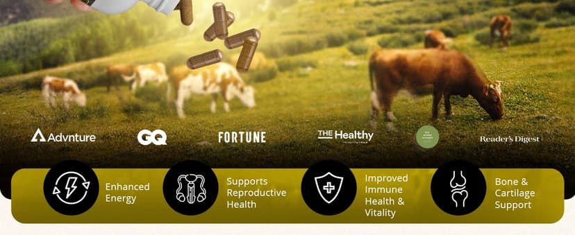 Ancestral Supplements Ancestral Supplements Mofo, Supplements for Men, Support for Energy Levels and Overall Men's Health and Wellness, Non-GMO Grass Fed Beef Organ Supplement with Liver, No Fillers, 180 Capsules