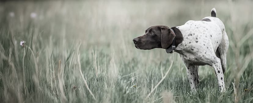 SportDOG SportHunter 825X Remote Dog Training Collar - 1/2 Mile Range, 21 Static Levels, Tone & Vibration, No-Look Dial, DryTek Waterproof, Up to 70 Hrs Battery Life, Expandable to 3 Dogs