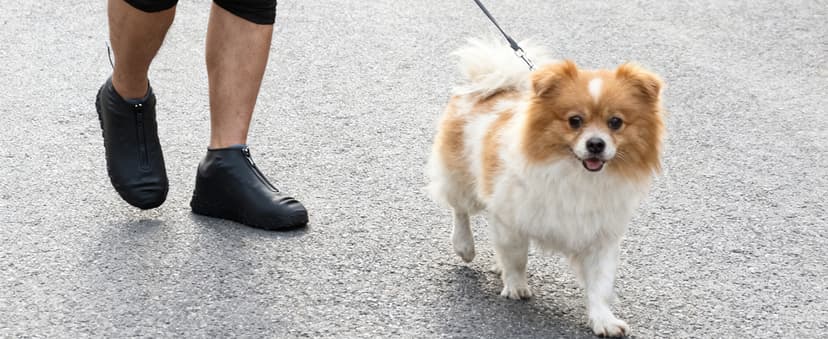 ydfagak Shoe Covers Waterproof Reusable Foldable Not-Slip Rain Shoe Covers with Zipper,Shoe Protectors Overshoes Rain Galoshes for Kids Men and Women