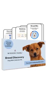 Wisdom Panel Premium Dog DNA Kit: Most Comprehensive with 265+ Health Tests, Identify 365+ Dog Breeds, 50+ Traits, Relatives, Ancestry, Genetic Diversity - Pack of 1