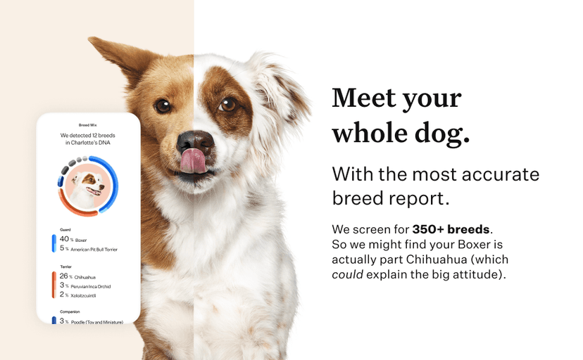 Wisdom Panel Premium Dog DNA Kit: Most Comprehensive with 265+ Health Tests, Identify 365+ Dog Breeds, 50+ Traits, Relatives, Ancestry, Genetic Diversity - Pack of 1