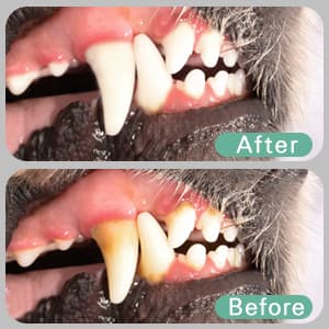 Dog Chew Toys Dog Toothbrush Stick Teeth Cleaning Brush Dental for Medium Large Dog, Puppy Christmas Easter Birthday Gifts, Outdoor Squeaky Toys for Aggressive Chewers Interactive Tough Toys