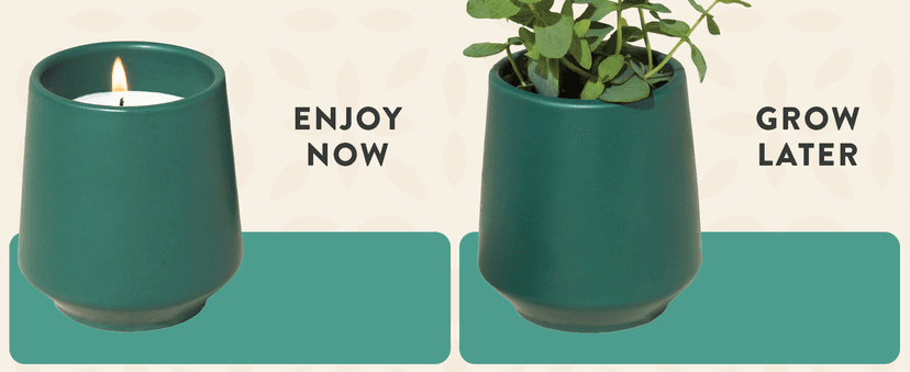 Modern Sprout Rooted Candle - 2 in 1 Cedarwood Scented & Soy Candle with Seeds That Grows into Lavender Plant - 6 oz w/ 42 hr Burn time in Matte Glaze Ceramic Vessel Ideal for Indoor Herb Garden