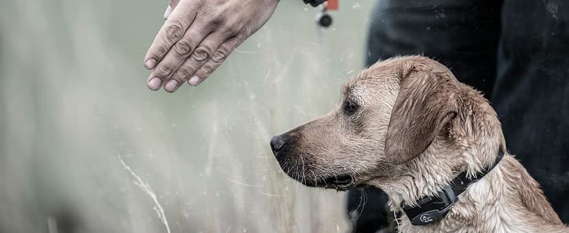 SportDOG FieldTrainer 425XS - Remote Trainer Designed for Off-Leash Control & Training - for Stubborn Dogs - 500-Yard Range - Waterproof - Quick-Charge Collar - Static, Tone, & Vibration