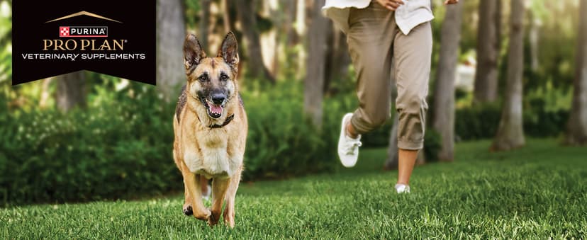 Purina Pro Plan Veterinary Supplements FortiFlora Dog Probiotic Supplement, Canine Nutritional Supplement - 30 ct. Box