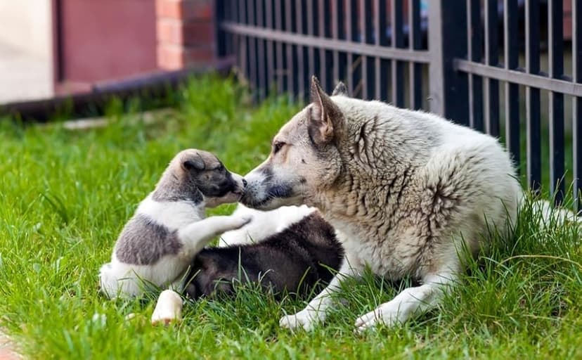 Dog Mom Gifts for Women Cat Mom Gifts for Women New Puppy Fur Baby Owners Cat Lover Mama Engraved