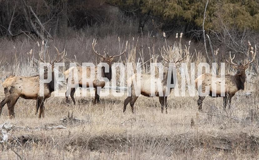 PEARSON RANCH Exotic Meats Ammo Can Gift Set Includes Elk, Buffalo and Venison Summer Sausage and 2 Blocks of Cheese, Cheese and Sausage Box (5 Items Total Inside The Ammo Can)