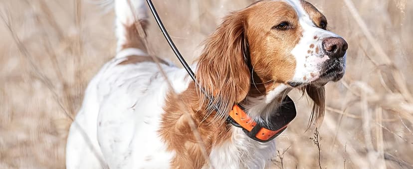 SportDOG FieldTrainer 425X & SportHunter 825X Add-a-Dog Collar - Double Pairing Compatible - Safe Shock E-Collar for Multi-Dog Households - Durable & Waterproof Obedience Training Accessory - Orange